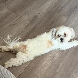 Lost Female Dog last seen Pennsylvania & E St COLTON CA, Colton, CA 92324