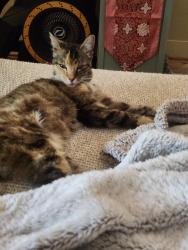 Found/Stray Female Cat last seen 2nd and Oakdake, Medford, OR 97501