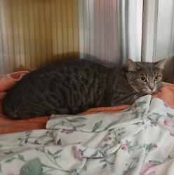 Shelter Stray Female Cat last seen Near N Carey, 21217, MD, 301 Stockholm St, Baltimore, MD 21230, USA