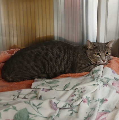 Shelter Removed Female Cat last seen Near N Carey, 21217, MD, 301 Stockholm St, Baltimore, MD 21230, USA