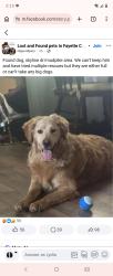 Found/Stray Male Dog last seen Nilan Hill Point Marion near power lines, Springhill Township, PA 15474