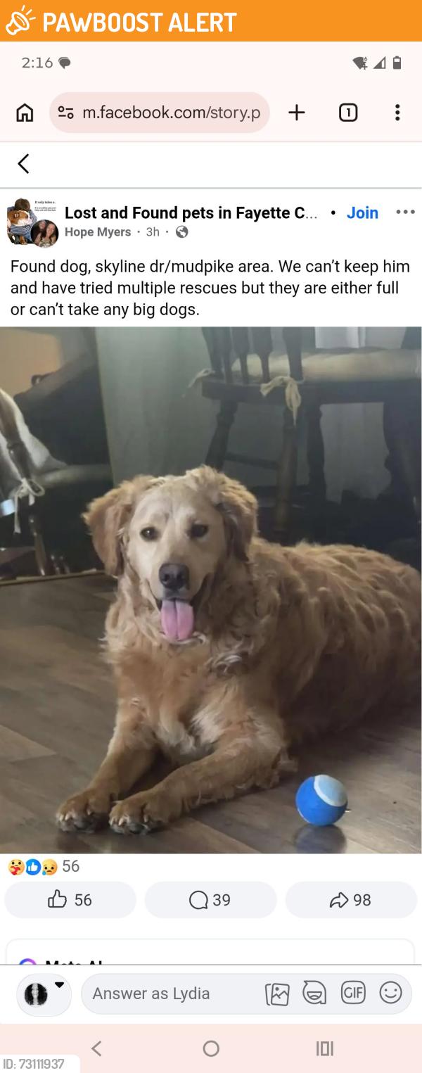 Found/Stray Male Dog last seen Nilan Hill Point Marion near power lines, Springhill Township, PA 15474