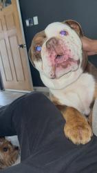 Reunited Male Dog last seen Tamarind/Malaga, Fontana, CA 92336