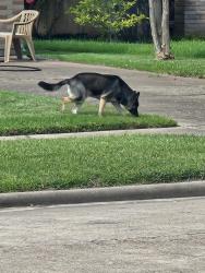 Reunited Unknown Dog last seen Pale St, Houston, TX 77064