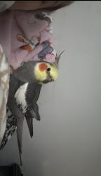 Lost Male Bird last seen Veterans park, Cutler Bay, FL 33189