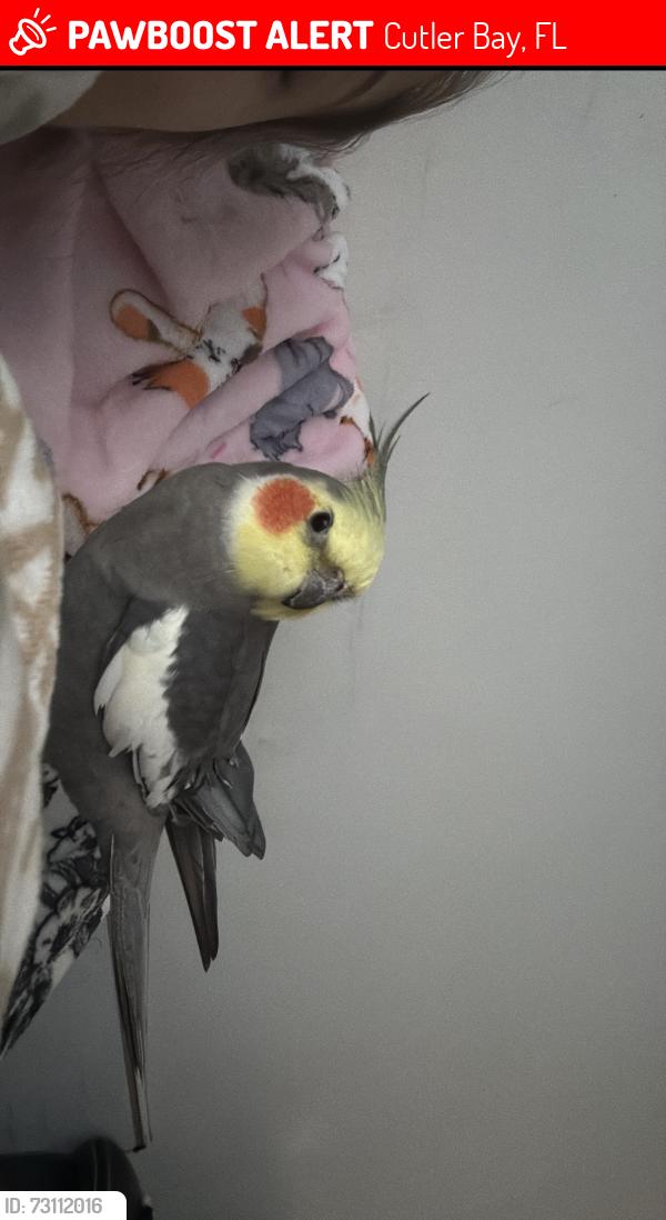 Lost Male Bird last seen Veterans park, Cutler Bay, FL 33189