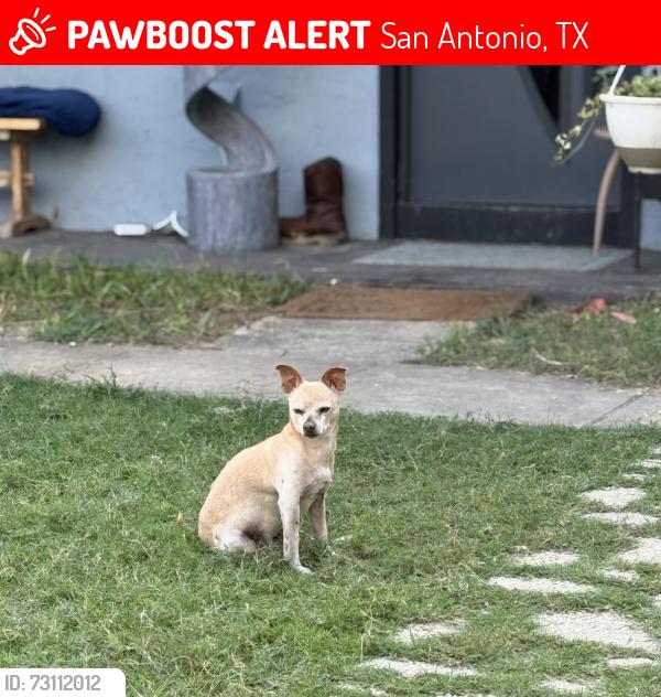 Lost Male Dog last seen Belle Grove street, San Antonio, TX 78230