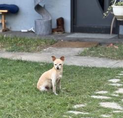 Lost Male Dog last seen Belle Grove street, San Antonio, TX 78230