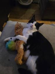 Lost Female Cat last seen Magnolia Park (Rochford), , England SS4