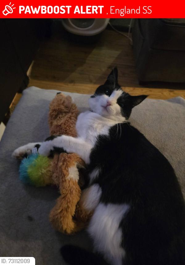 Lost Female Cat last seen Magnolia Park (Rochford), , England SS4
