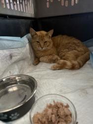 Found/Stray Male Cat last seen Baldy Mesa Road, Phelan, CA 92371