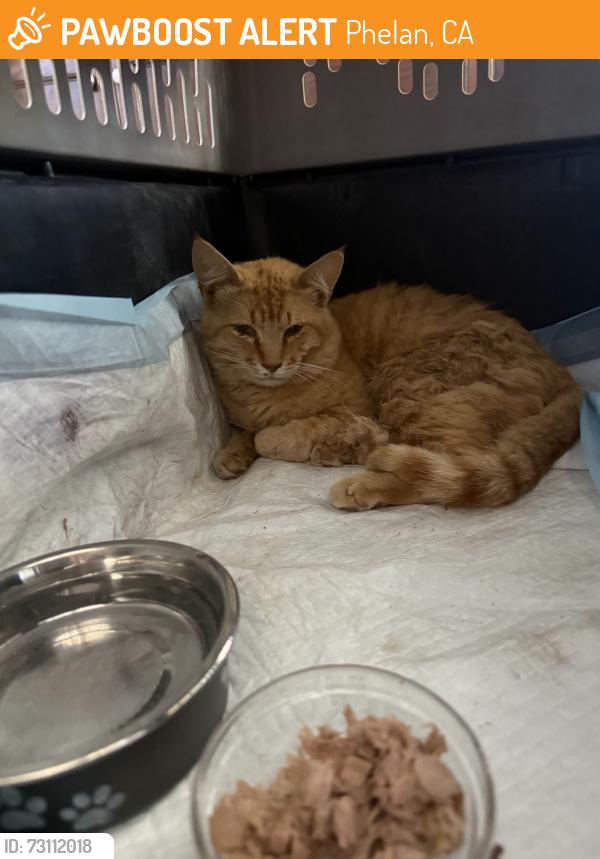 Found/Stray Male Cat last seen Baldy Mesa Road, Phelan, CA 92371