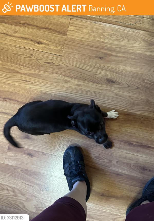 Found/Stray Female Dog last seen Nicolet st, Banning, CA 92220