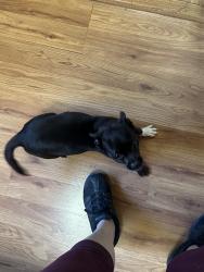 Found/Stray Female Dog last seen Nicolet st, Banning, CA 92220
