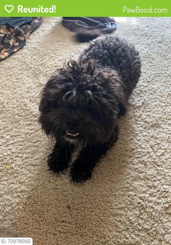 Reunited Male Dog last seen Garnett and 81st, Broken Arrow, OK 74012