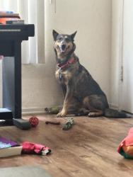 Reunited Female Dog last seen Kittenridge and Van Nuys blvd, Los Angeles, CA 91405