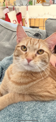 Reunited Male Cat last seen Fillmore & institute, Colorado Springs, CO 80907
