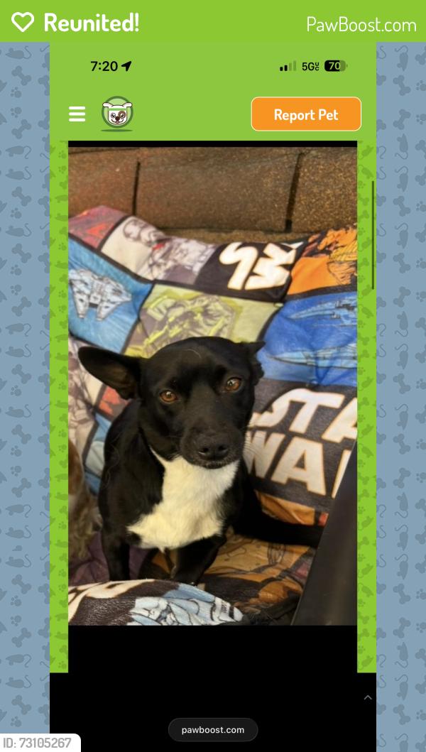 Reunited Male Dog last seen Fox, San Fernando, CA 91340