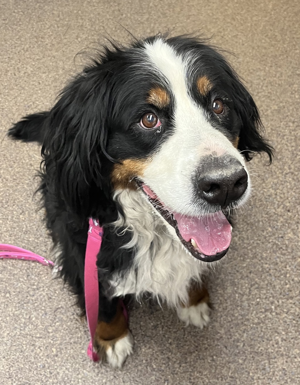 Shelter Stray Female Dog last seen Trails in kingswood St Albert, ST ALBERT, AB, T8N, Canada, 13620 163 St NW, Edmonton, AB T5V 0C8, Canada
