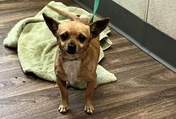 Shelter Stray Male Dog last seen Beyer Boulevard, San Diego, CA, 92154, 5500 Gaines St, San Diego, CA 92110, USA