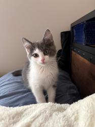 Shelter Stray Male Cat last seen Near E Red Maple Circle, MILLCREEK, UT, 84106, 511 W 3900 S, Salt Lake City, UT 84123, USA