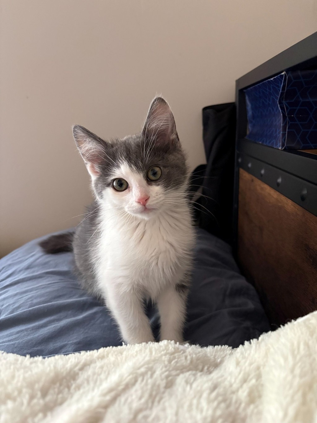 Shelter Stray Male Cat last seen Near E Red Maple Circle, MILLCREEK, UT, 84106, 511 W 3900 S, Salt Lake City, UT 84123, USA
