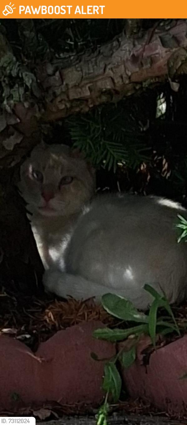 Found/Stray Unknown Cat last seen Jefferson hosp, Washington Township, NJ 08080