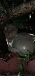 Found/Stray Unknown Cat last seen Jefferson hosp, Washington Township, NJ 08080