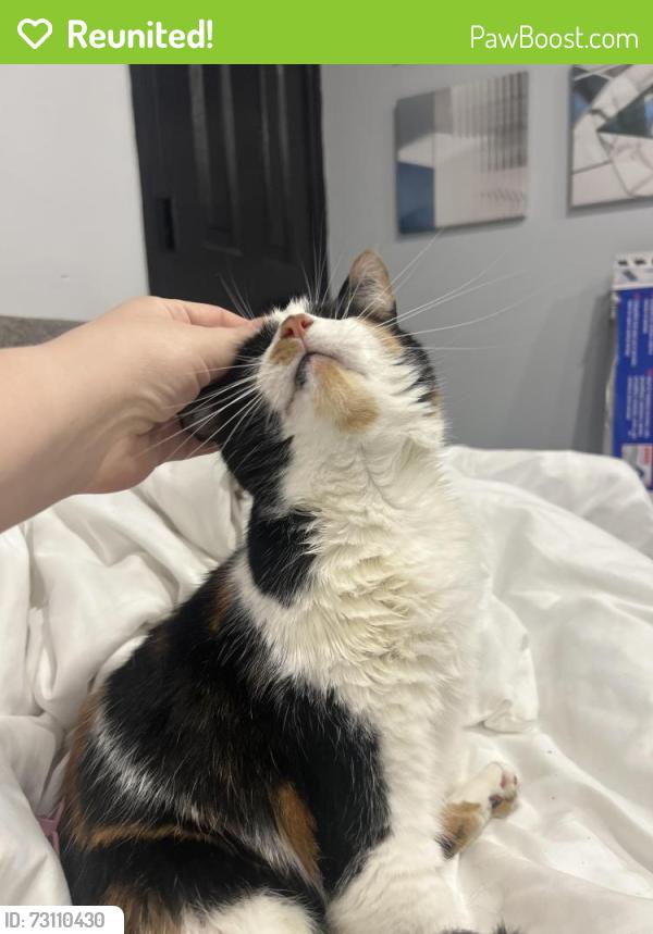 Reunited Female Cat last seen Near N 28th St in Wilton Manors, Wilton Manors, FL 33334
