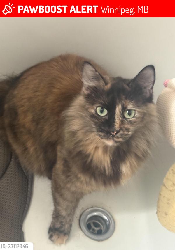 Lost Female Cat last seen Mcphillips, Winnipeg, MB 
