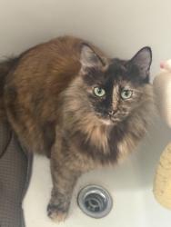 Lost Female Cat last seen Mcphillips, Winnipeg, MB 