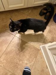 Found/Stray Male Cat last seen Sorghum mill and post, Arcadia, OK 73007