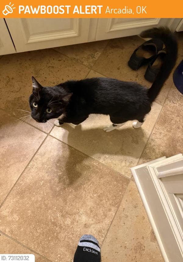 Found/Stray Male Cat last seen Sorghum mill and post, Arcadia, OK 73007