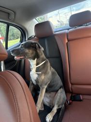 Found/Stray Female Dog last seen Near, Jonesboro, GA 30238