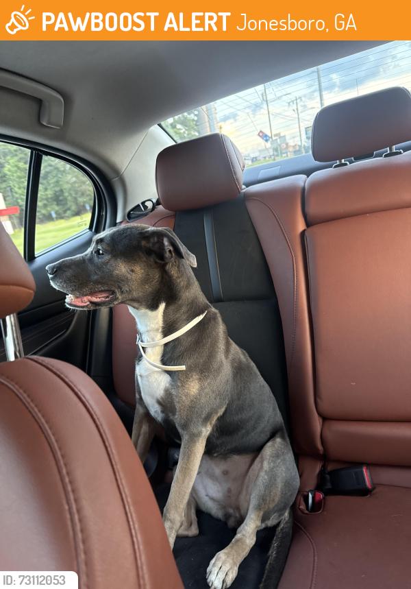 Found/Stray Female Dog last seen Near, Jonesboro, GA 30238