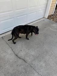 Found/Stray Female Dog last seen Old bagdad hwy, Milton, FL 32583