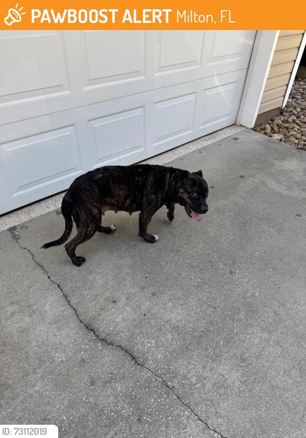 Found/Stray Female Dog last seen Old bagdad hwy, Milton, FL 32583