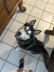 Lost Female Dog last seen Dellwood and Mrya, Jacksonville, FL 33305