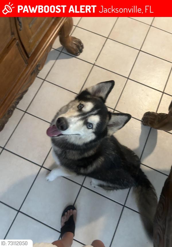 Lost Female Dog last seen Dellwood and Mrya, Jacksonville, FL 33305