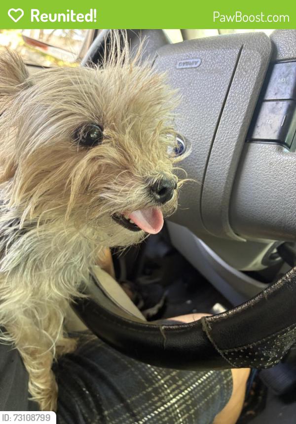 Reunited Male Dog last seen Gingerwood Terrace, Brentwood, CA 94513