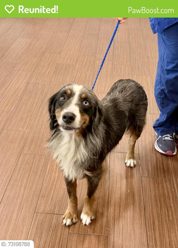 Reunited Male Dog last seen Near avenue and Van Buren Street, Hollywood, FL 33020