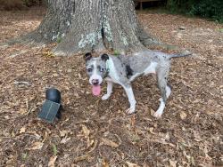 Found/Stray Female Dog last seen Gresham Road, Gresham Park, GA 30316