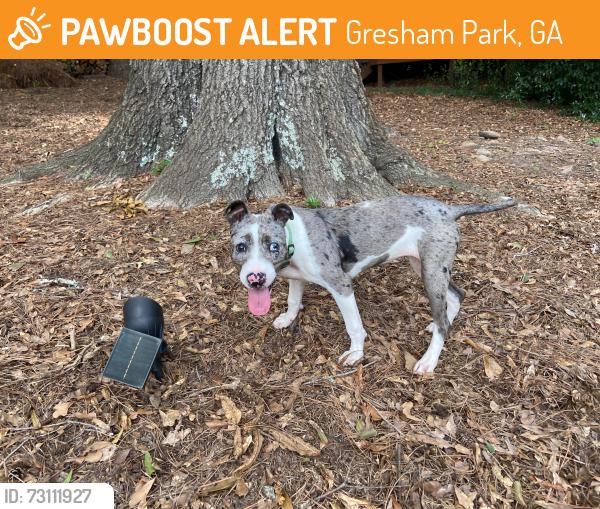 Found/Stray Female Dog last seen Gresham Road, Gresham Park, GA 30316