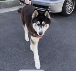 Lost Female Dog last seen La cienega and venice, Los Angeles, CA 90034