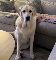 Reunited Male Dog last seen Lakeview Retreat, Fort Bend County, TX 77407