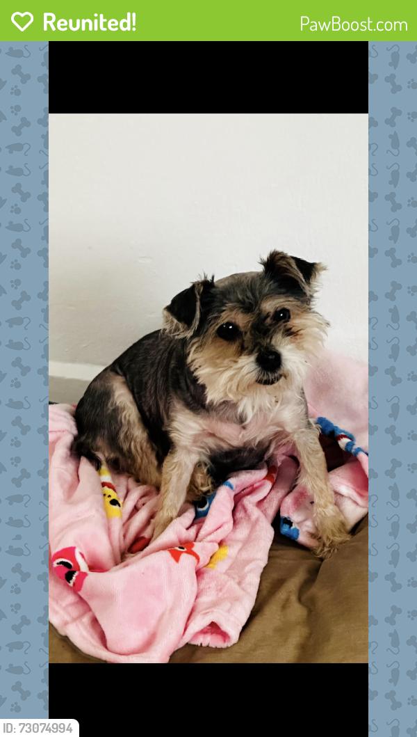 Reunited Female Dog last seen Matteson, Matteson, IL 60461