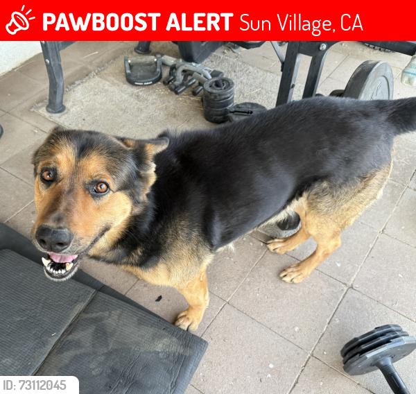 Lost Male Dog last seen Near 110th St. East, Sun Village, CA 93543