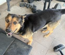 Lost Male Dog last seen Near 110th St. East, Sun Village, CA 93543
