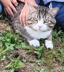Lost Male Cat last seen Cottonwood Rd, Louisa, KY 41230, Louisa, KY 41230