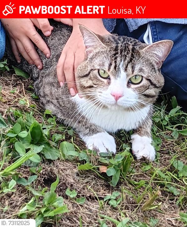 Lost Male Cat last seen Cottonwood Rd, Louisa, KY 41230, Louisa, KY 41230
